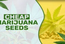 Marijuana Seeds Australia 5