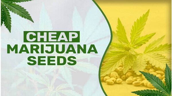 Marijuana Seeds Australia 5