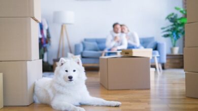 Moving Homes with Pets