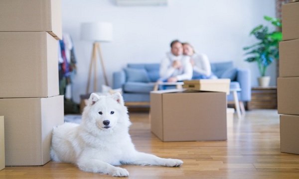 Moving Homes with Pets